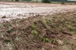 Místo potřebné vláhy odnáší prudké deště z utužených půdních bloků ornici. Na fotografii je smyv ornice na Žďársku. Místo potřebné vláhy odnáší prudké deště z utužených půdních bloků ornici. Na fotografii je smyv ornice na Žďársku.