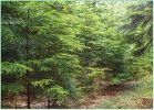 Různé provenience introdukovaných dřevin na výzkumné ploše Biřička, Hradec Králové