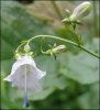 Adenophora liliifolia, Foto: Romana Prausová, Univerzita Hradec Králové