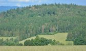 TZ_Lapáky_kůrovec_foto1b
